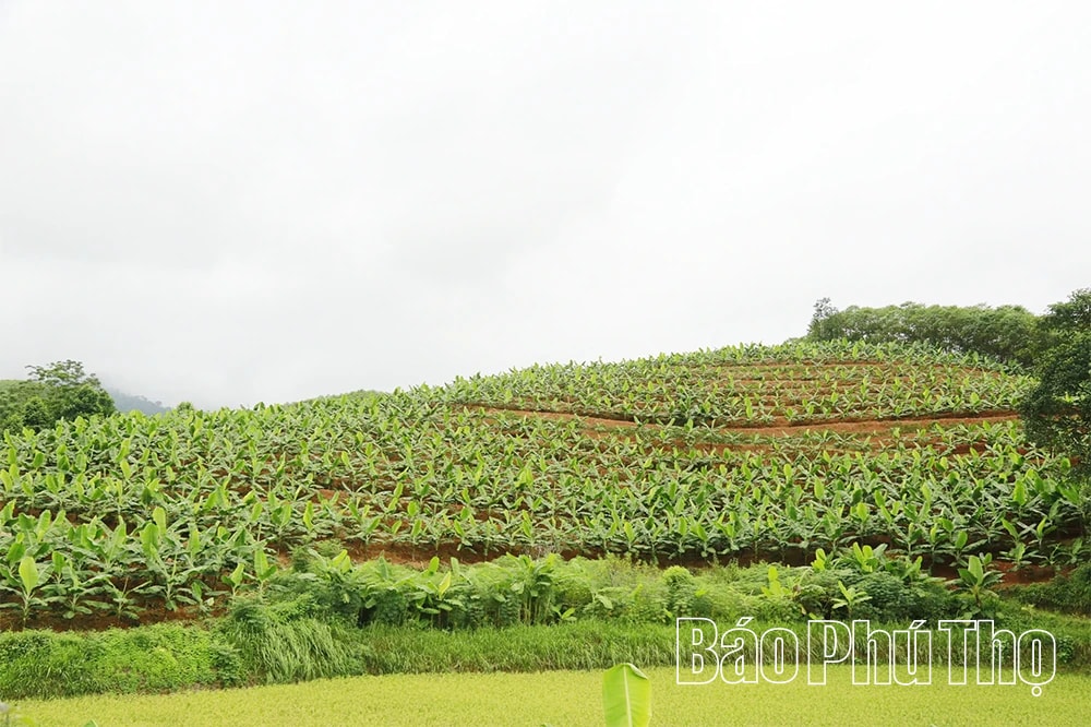 Chuối tiêu hồng phủ xanh đồi đất Lai Đồng. Ảnh Hà Phương