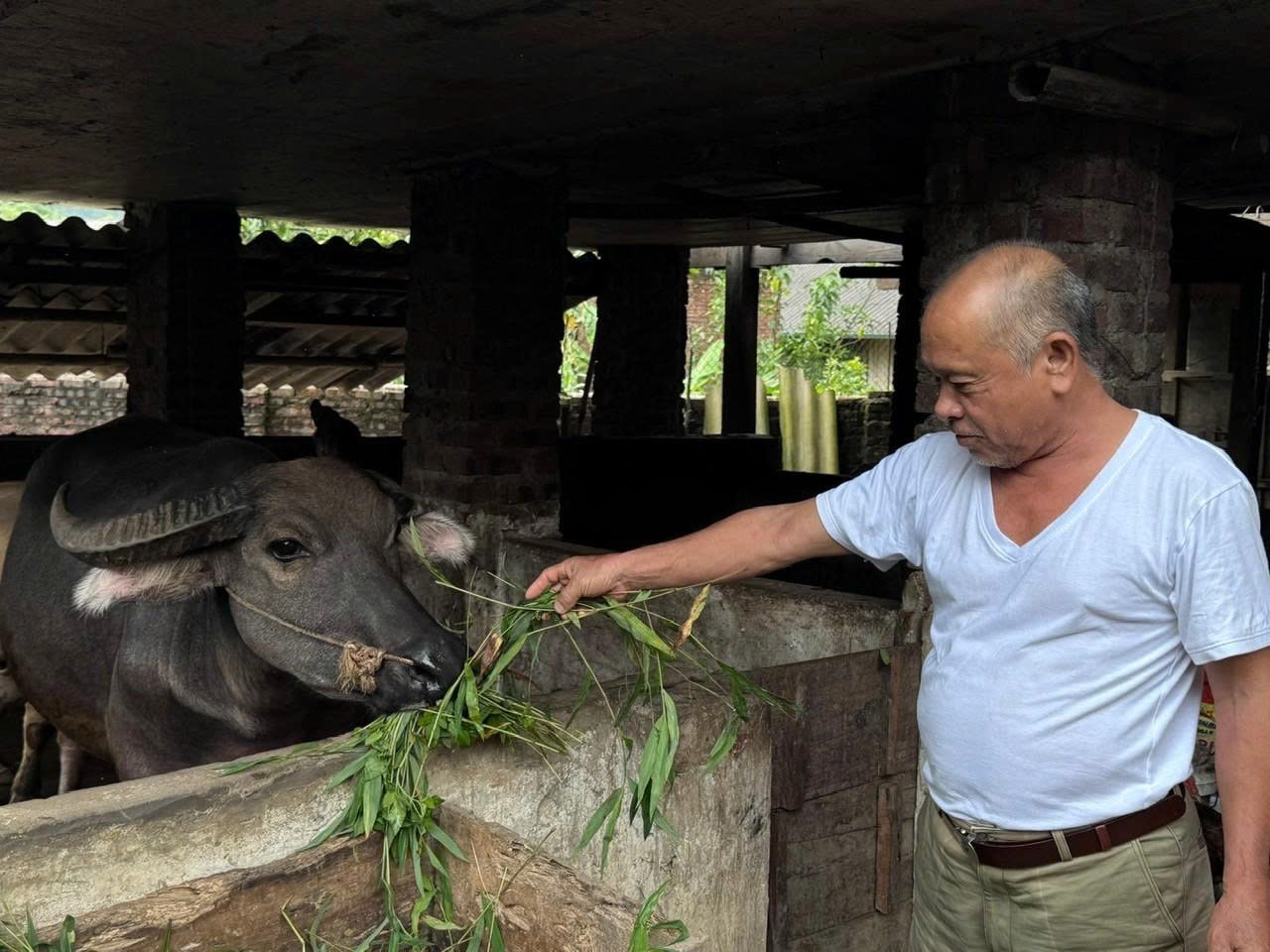 Ảnh 1. bài 1. Gia đình ông Nông Đức Thái, thôn Khau Cưởm, xã Vĩnh Thông, được hỗ trợ trâu sinh sản.