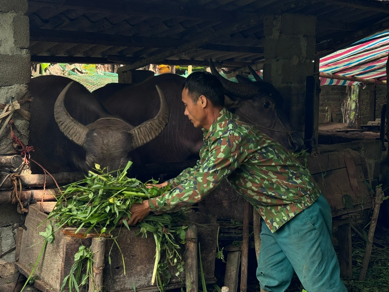 Ảnh 2. Bài 1.Ông Hới ở thôn Khau Cưởm, xã Vĩnh Thông chăm sóc vật nuôi được Nhà nước hỗ trợ.