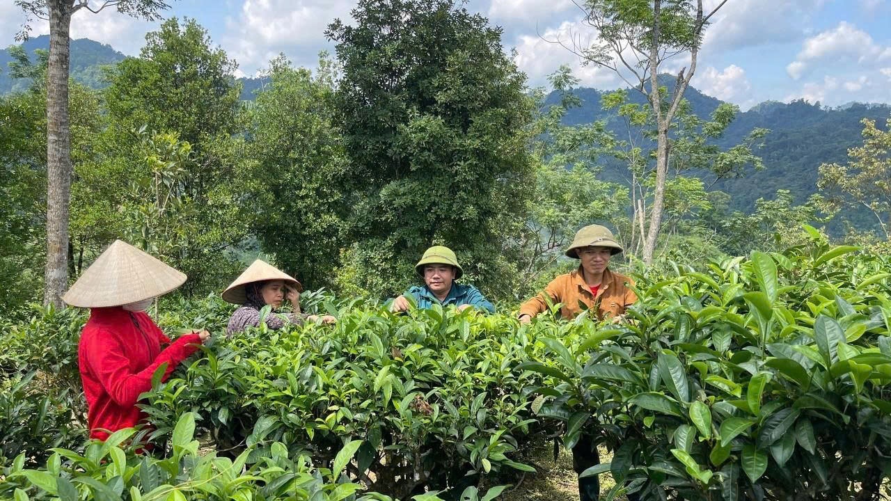 Ảnh bài 2Cây chè Shan tuyết phát triển mạnh mẽ trên vùng đất Yên Bình