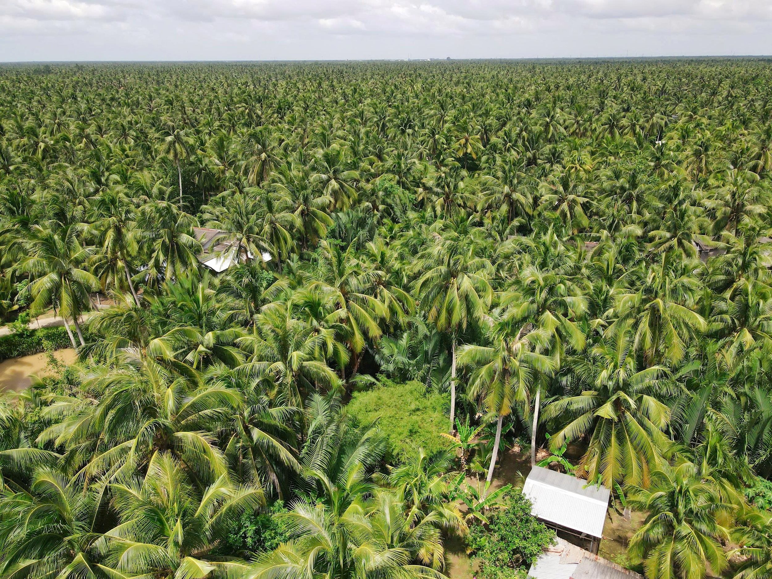 Industria orezului din Vietnam