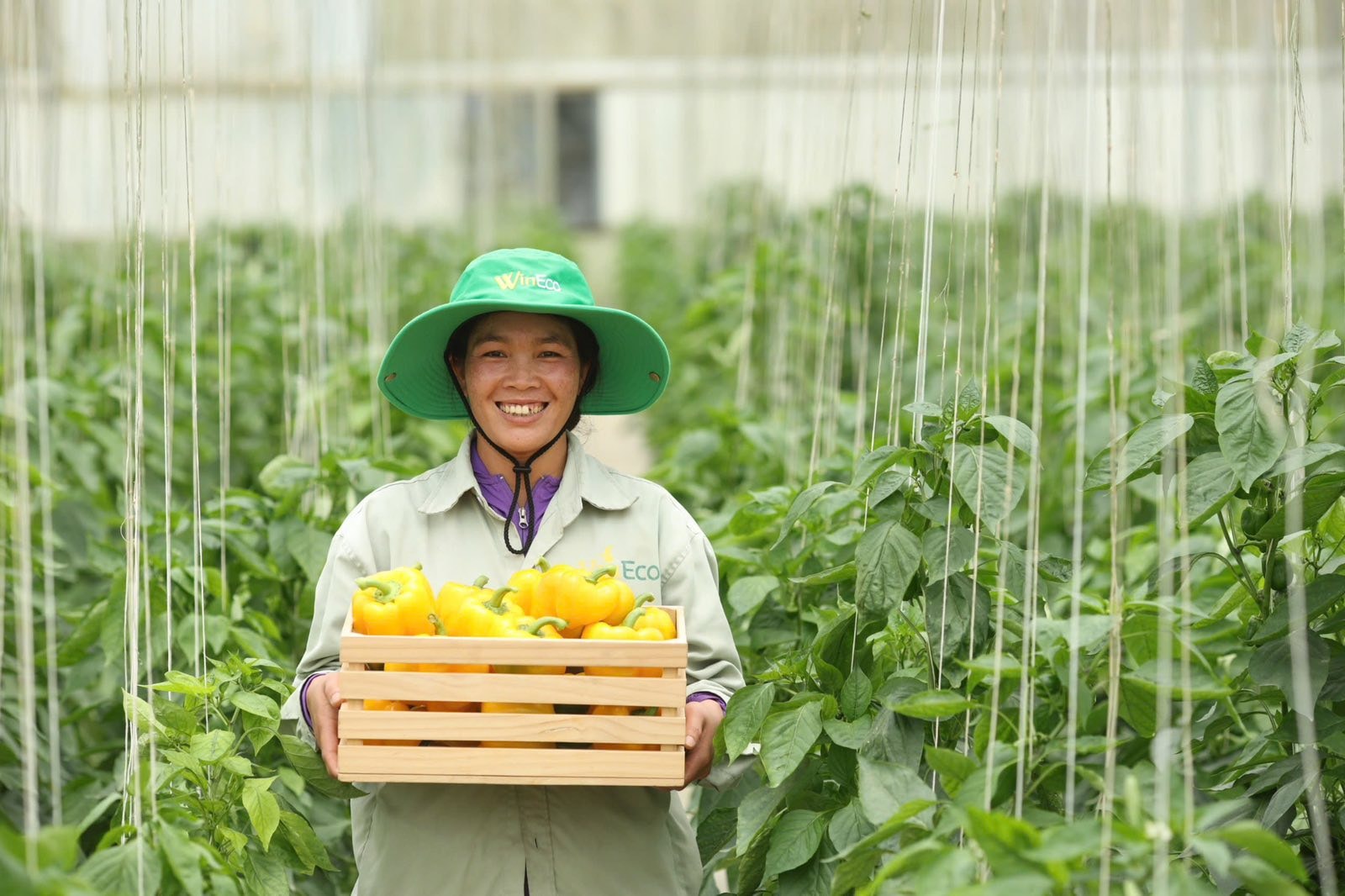 Nông trường công nghệ cao WinEco (2)