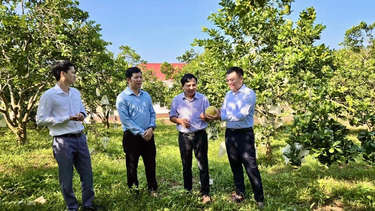 Đoàn khảo sát mô hình trồng bưởi tại xã Qùy Hợp