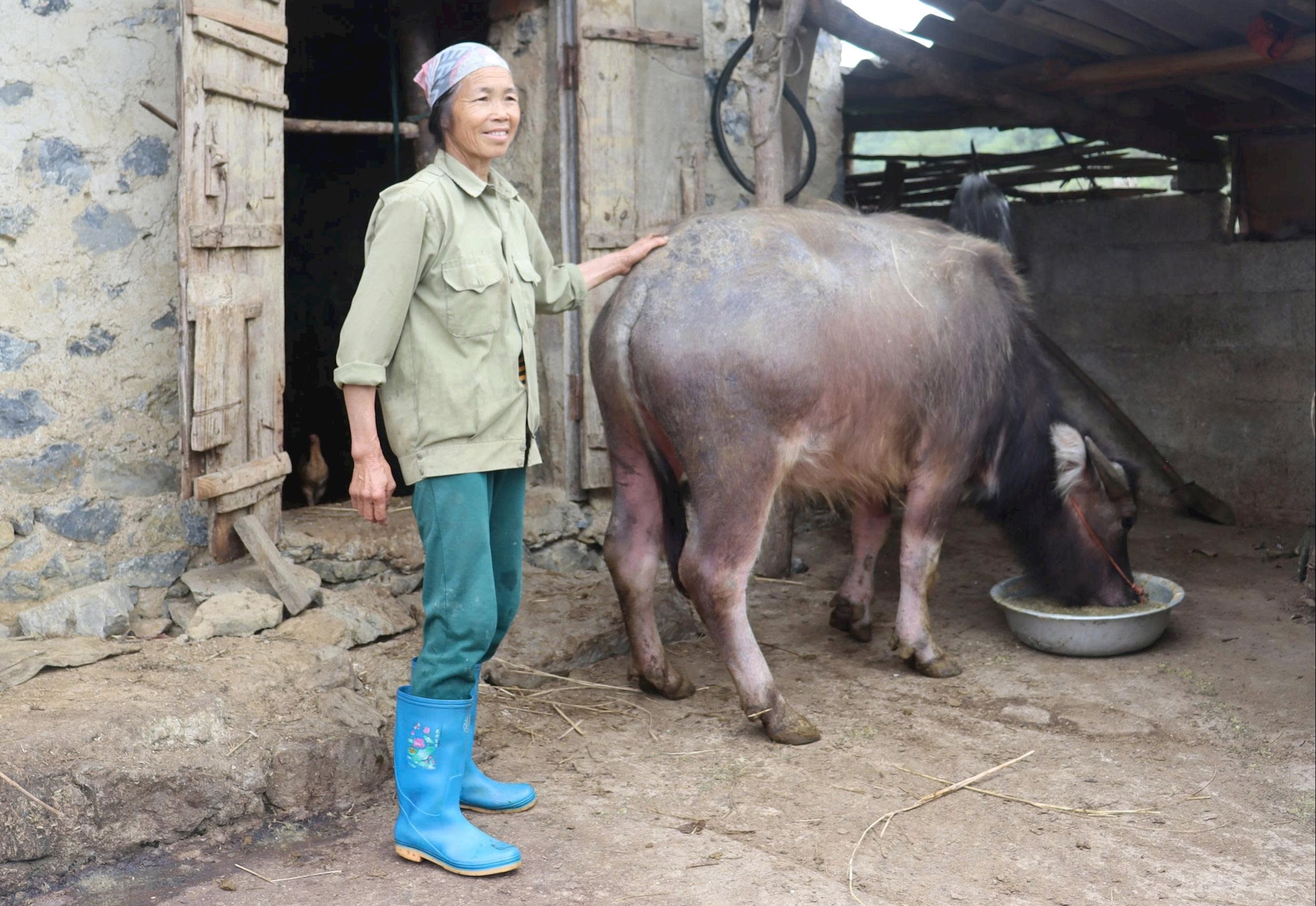 ຮູບ​ແບບ​ການ​ລ້ຽງ​ຄວາຍ​ຢູ່​ເມືອງ​ກາວ​ບັງ