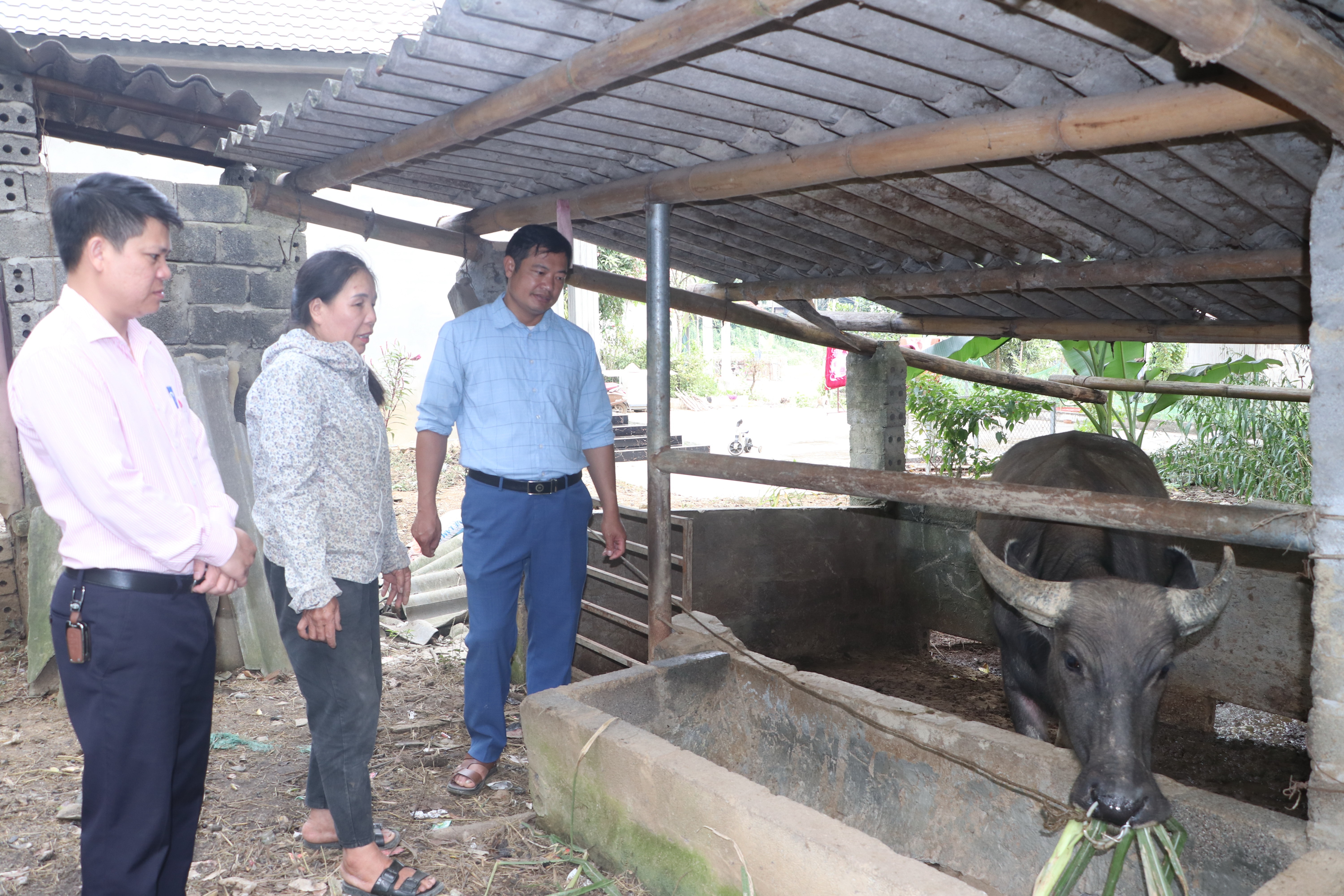 Коммуна Йен Трач использует природные преимущества для разработки моделей разведения буйволов, коров и коз в рамках Национальной целевой программы по устойчивому сокращению бедности.