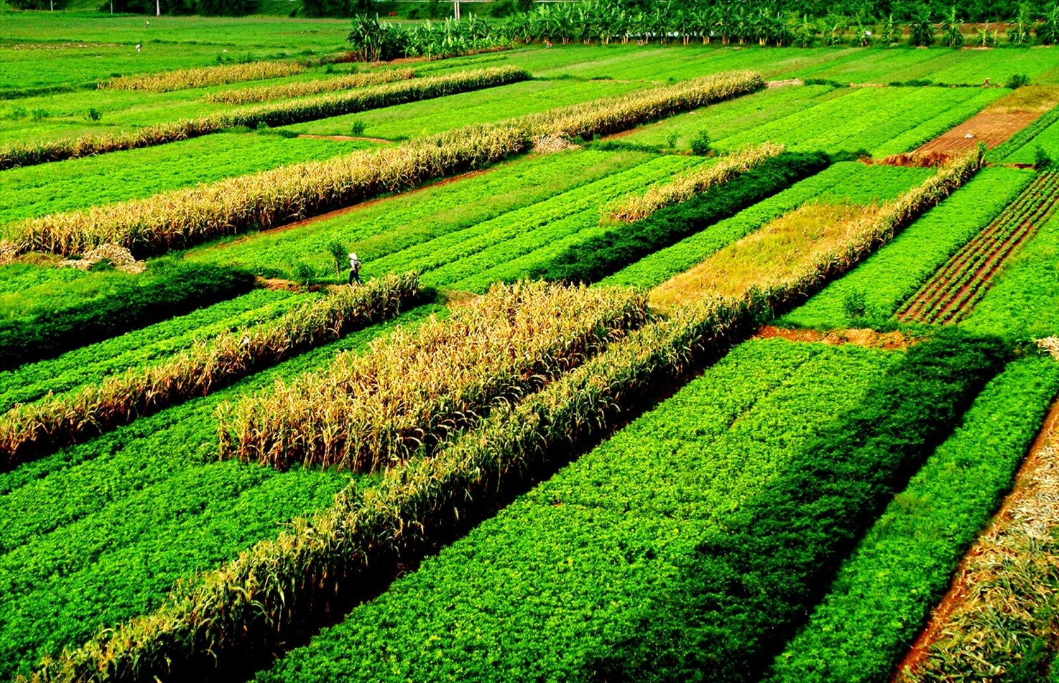 I den kommende perioden er det nødvendig å øke investeringene med omtrent 10 % per år for landbruksforskning og -overføring. Foto: IT