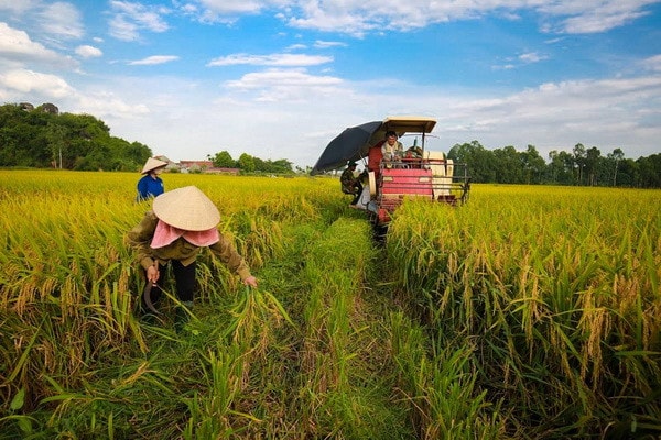Vietnams landbrukssektor har som mål å bygge smart, miljøvennlig og internasjonalt integrert landbruk. Foto: Le Minh Son