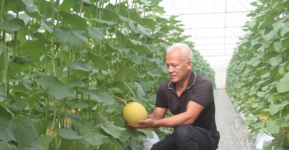 96880_លោក. លោក Bui Duy Phuong នាយកសហករណ៍ផលិត និងផ្គត់ផ្គង់បន្លែ ផ្លែឈើ និងរុក្ខជាតិឱសថ លោក An Thinh Phat Xa នាយកផ្នែកស៊ើបអង្កេតការរីកលូតលាស់ និងអភិវឌ្ឍន៍ផ្លែឪឡឹក 08335029.jpg