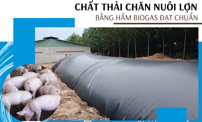 cahcs-xu-ly-chat-thai-chan-nuoi-lon-01.jpg