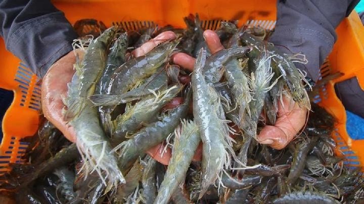 This export is the second shipment since the Indonesian government ensured that Indonesian shrimp products meet international radiation safety standards.(Illustrative photo - source: en.tempo.co)