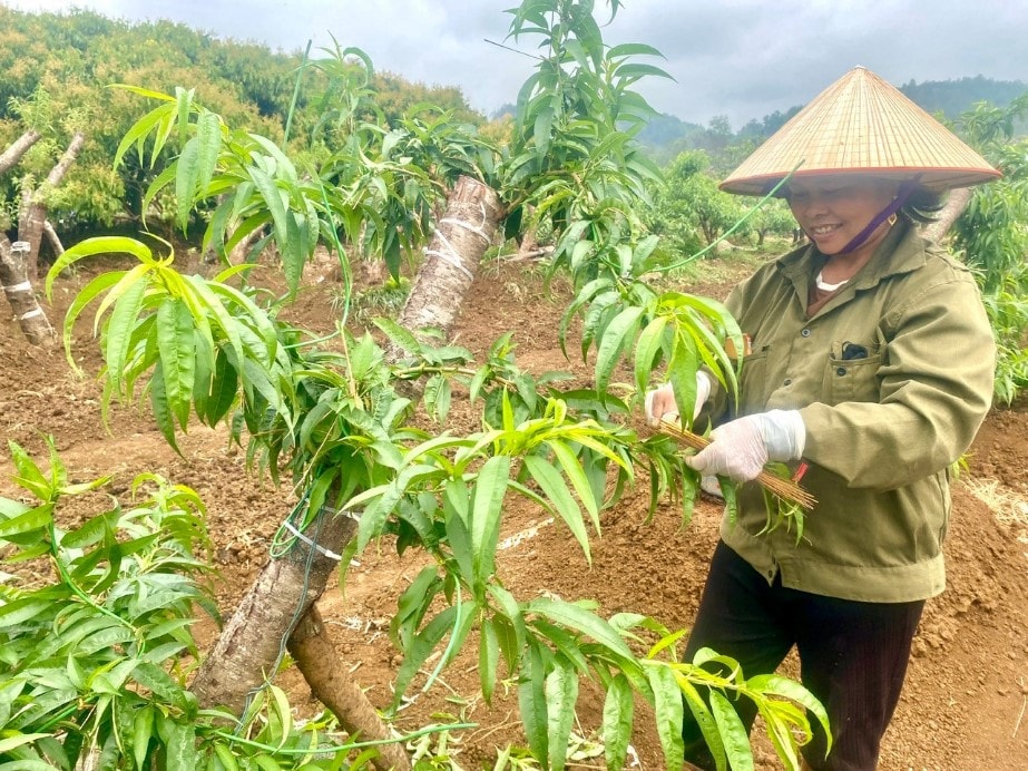 Đào rừng bà Sinh