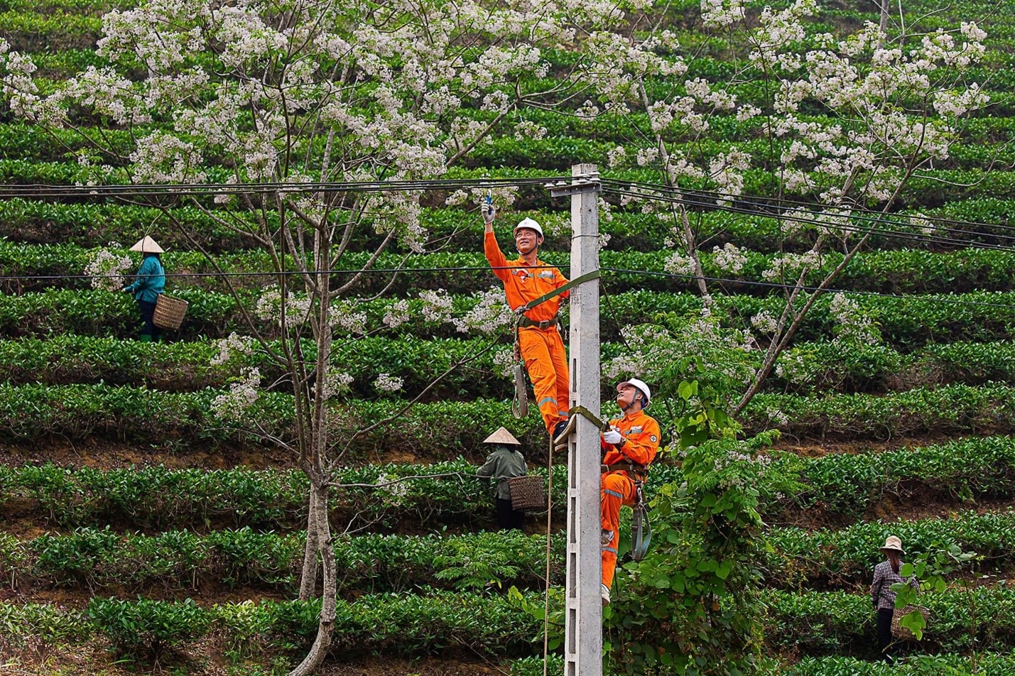 Công nhân ngành điện lực miền Bắc đang kéo điện về các thôn, bản. Ảnh PV