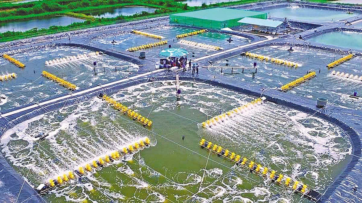 bai ca mau
