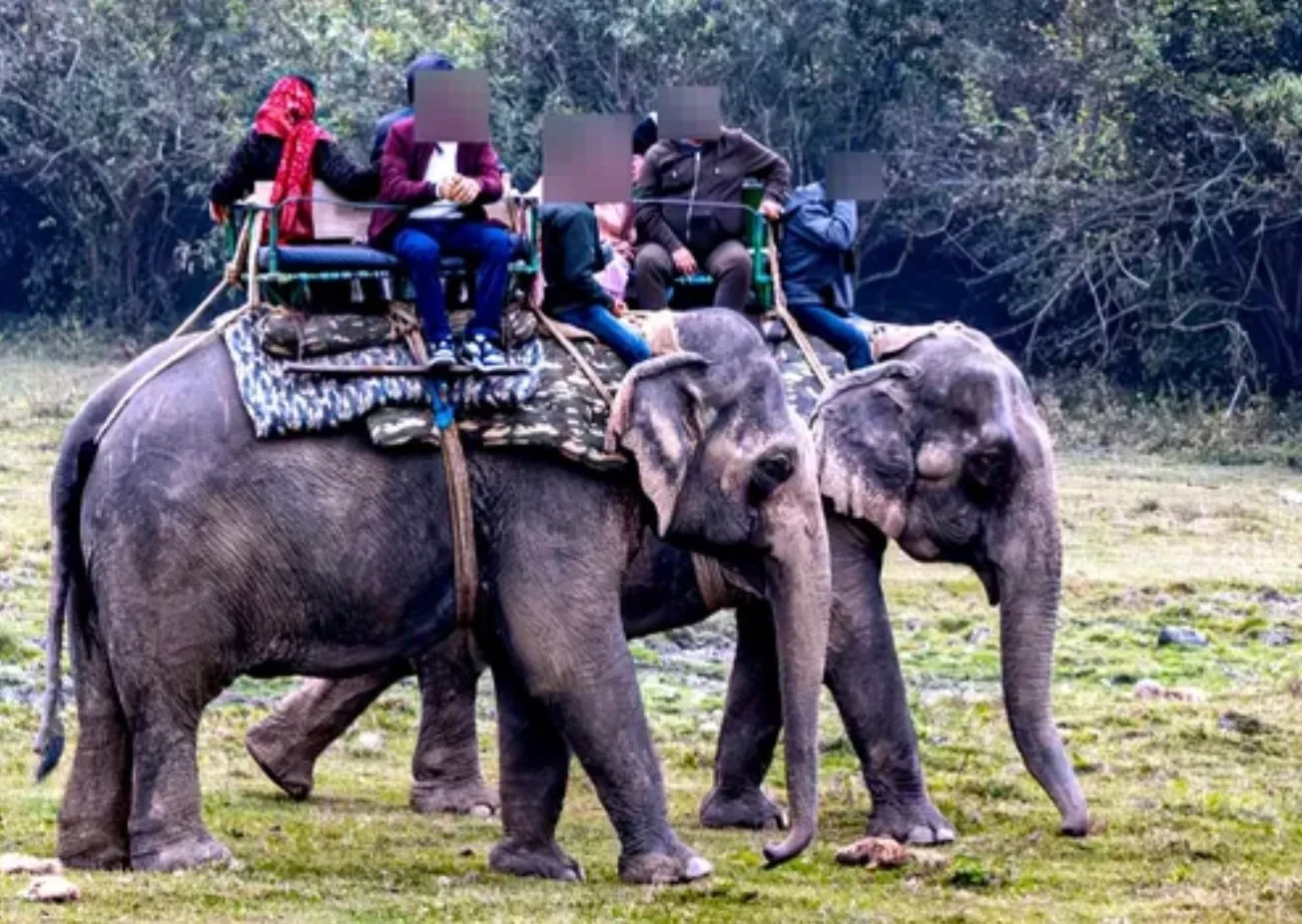 Indonesia Bans Elephant Riding | Wild Welfare