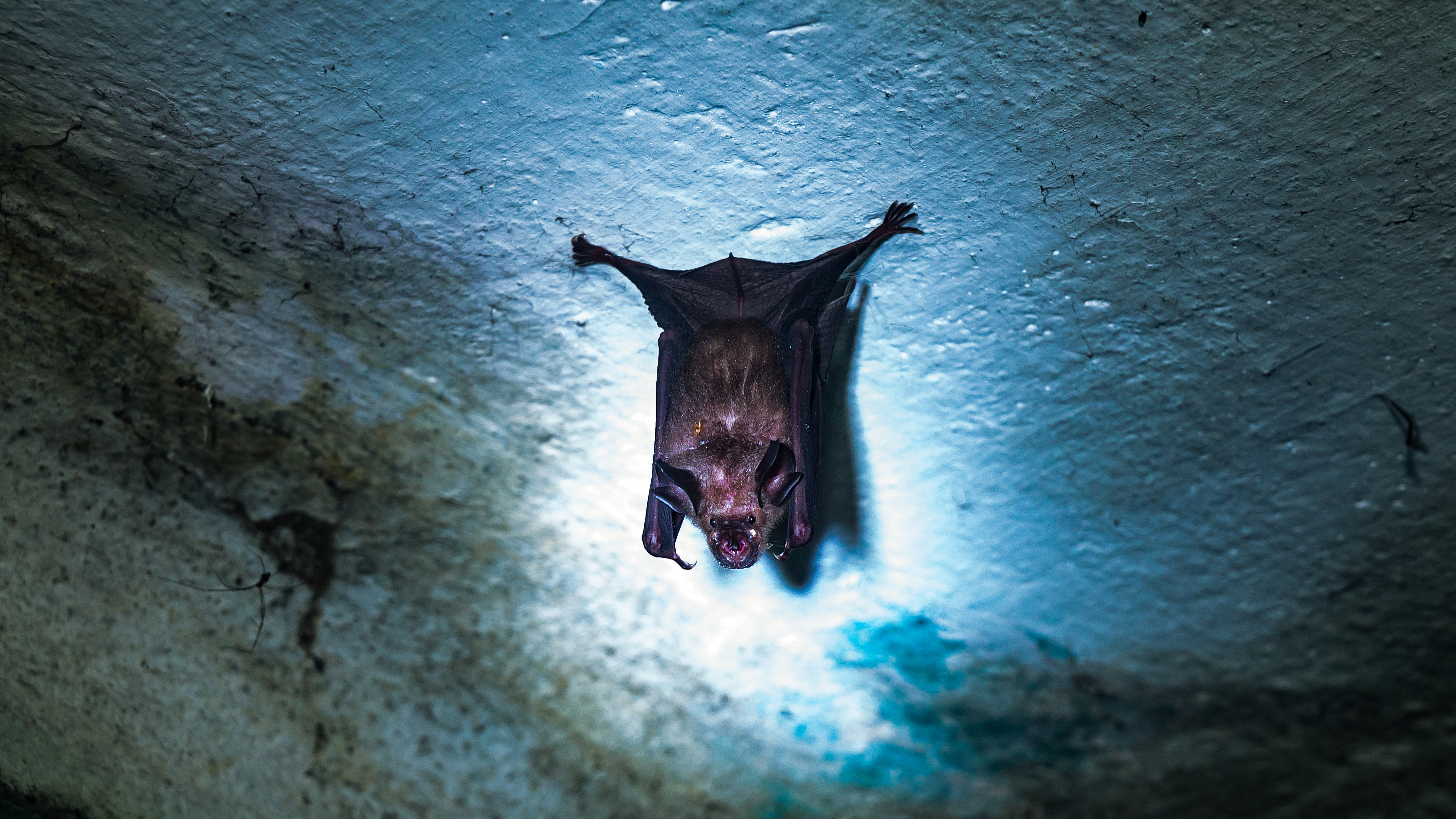 Việc lây nhiễm virus Nipah thường xảy ra từ vật chủ tự nhiên là dơi ăn quả sang người. Ảnh: VCG