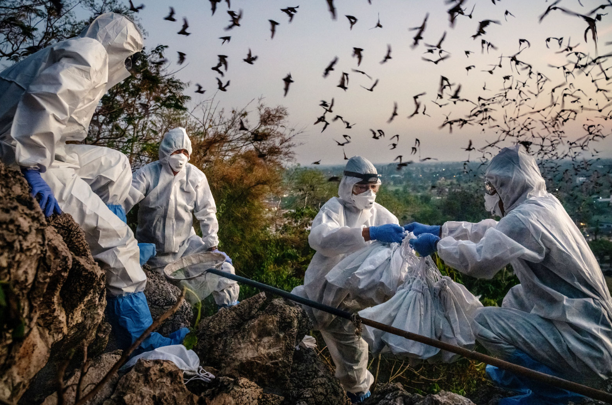 bat virus 1