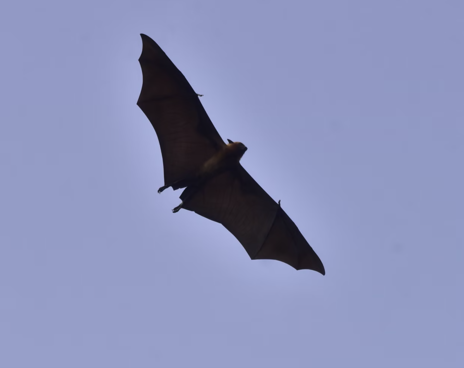 nipah.png