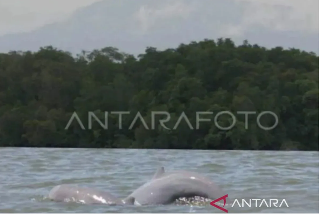 Two Mahakam dolphins (Orcaella brevirostris) are seen swimming. (Photo: ANTARA)