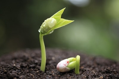 sprouting-seed.jpg