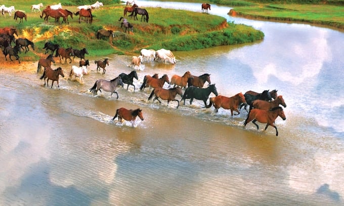 Vó ngựa trên đồi Bá Vân. Ảnh: Phạm Hiếu.