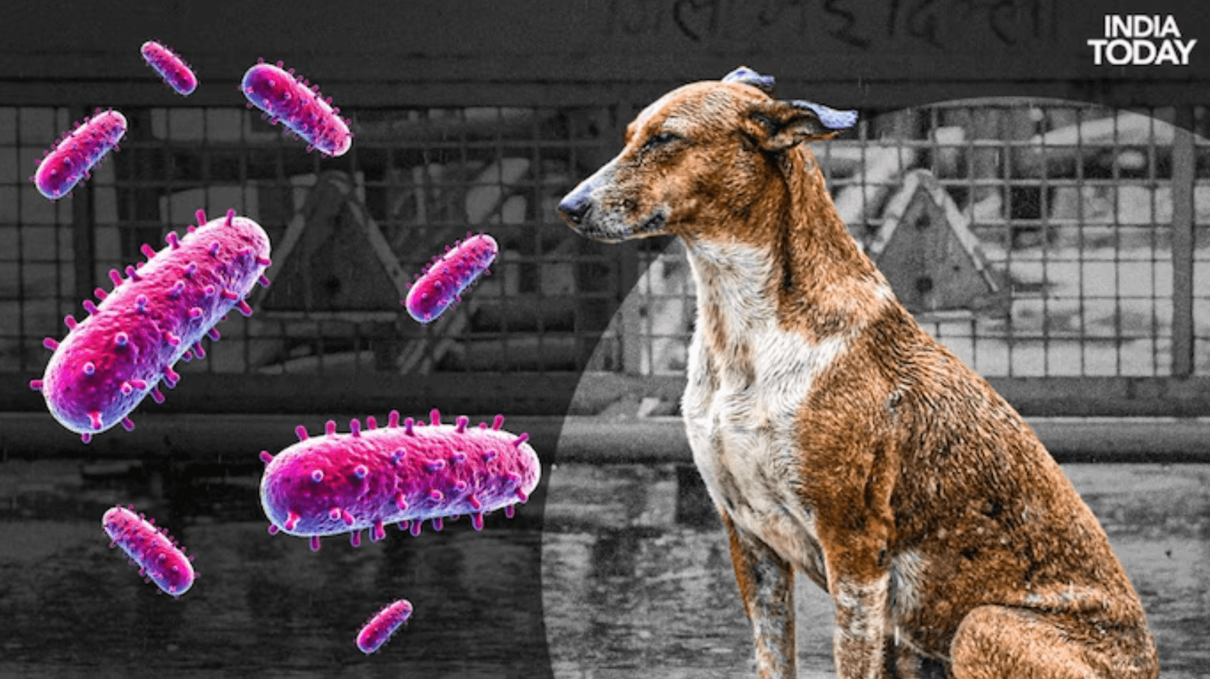 rabies.png