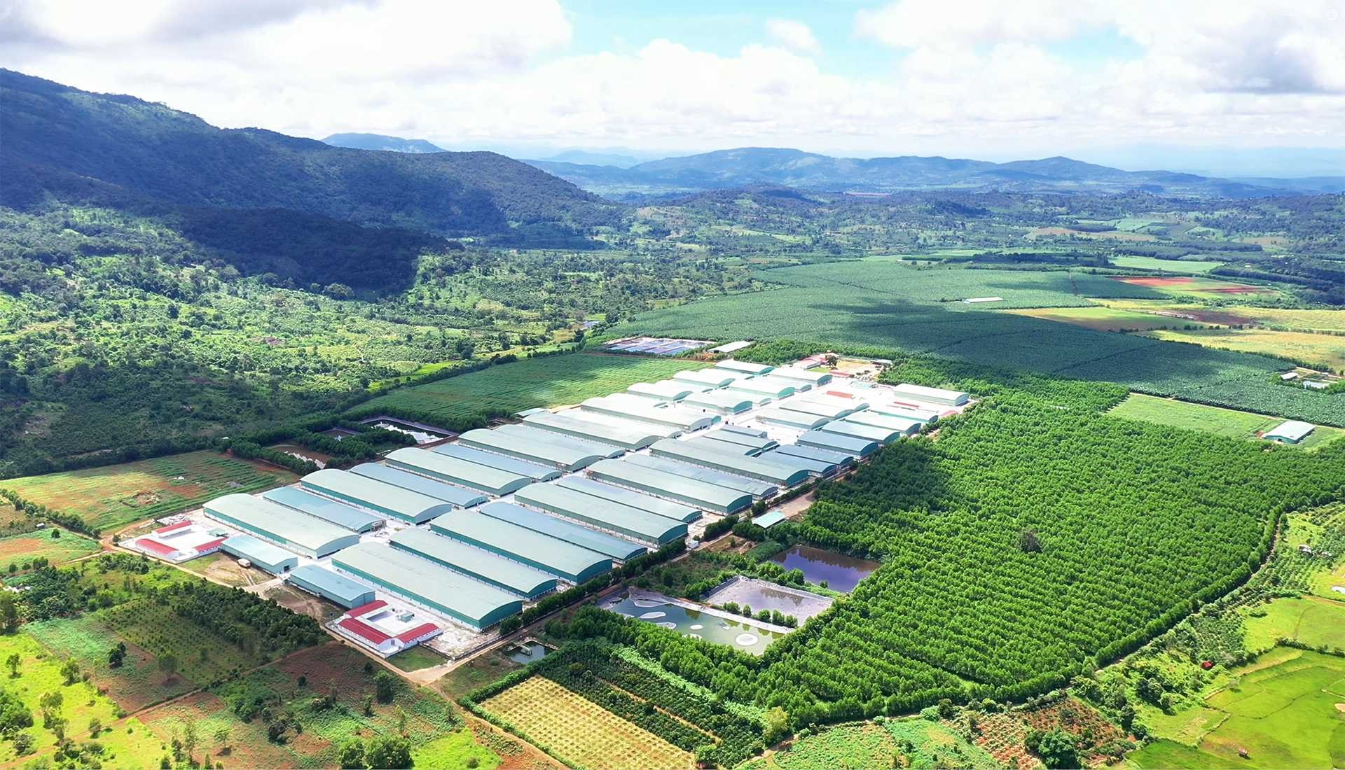 banner nông nghiệp xanh