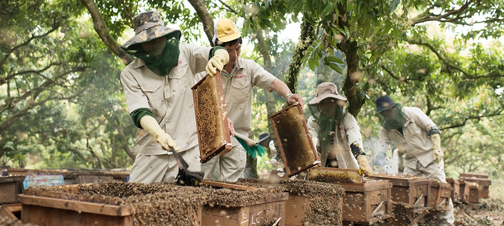 Mô hình nuôi ong chuyên nghiệp của Công ty CP ong Tam Đảo