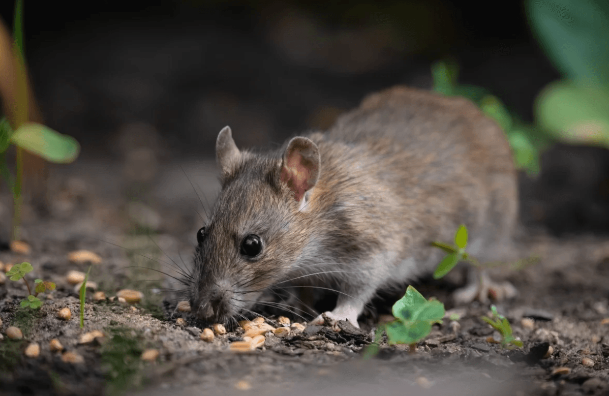 mice.png