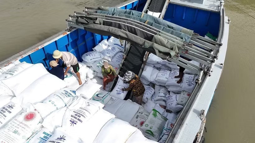 The Philippines is one of Vietnam's key rice export markets.(Photo: VNA)