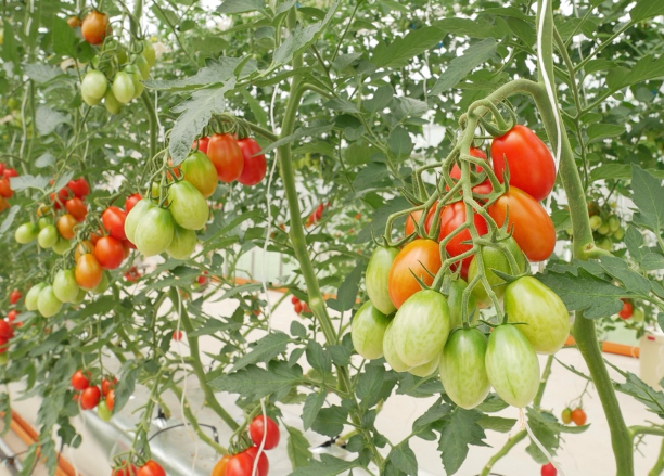 صنف طماطم معدل وراثيًا يحتوي على مستويات عالية من حمض غاما-أمينوبيوتيريك (GABA)، تم تطويره بواسطة شركة ساناتيك سيد (اليابان).jpg