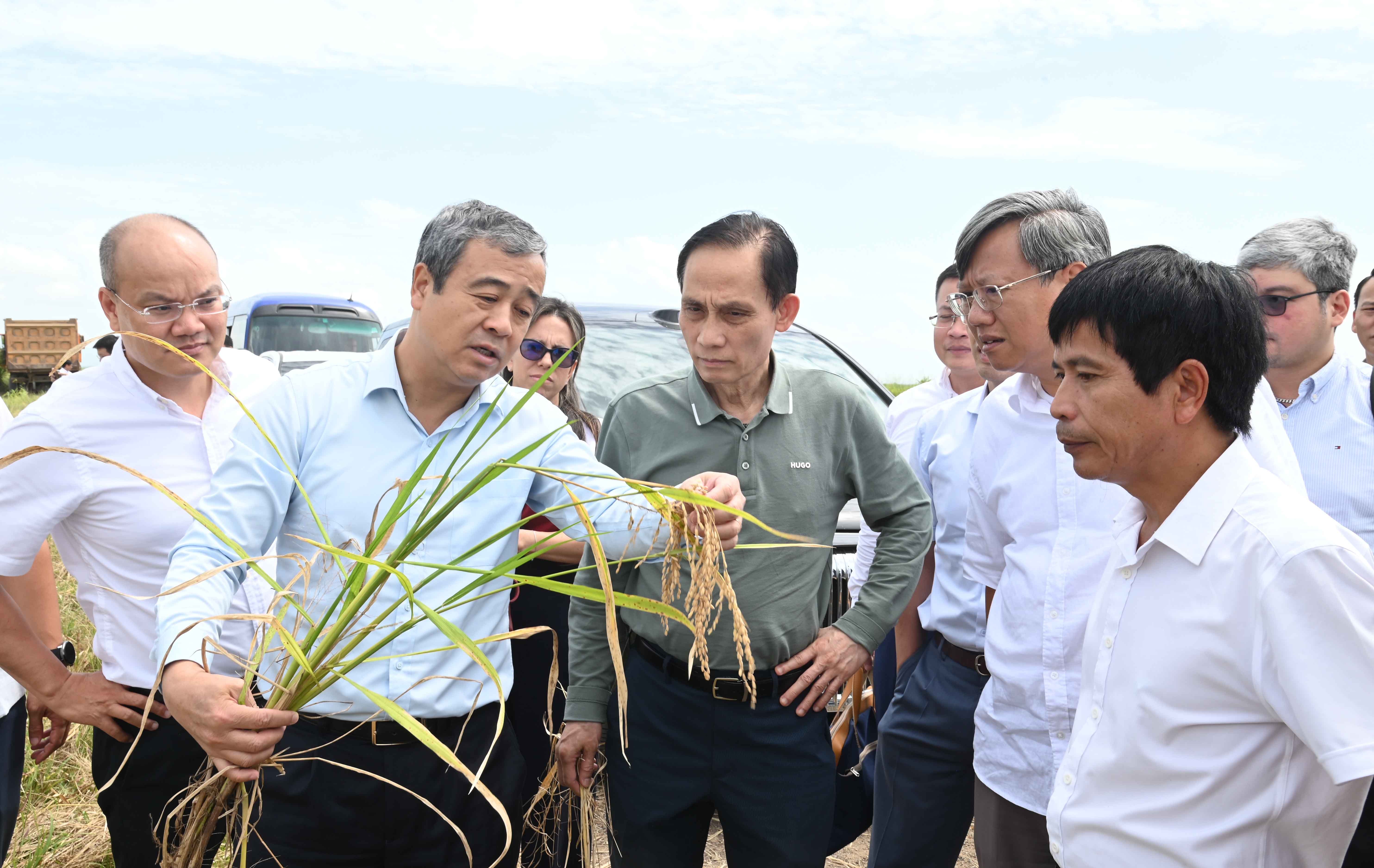 thăm đồng lúa của công ty AgriVMA tại huyện Los Palacios, tỉnh Pinar del Rio của Cuba