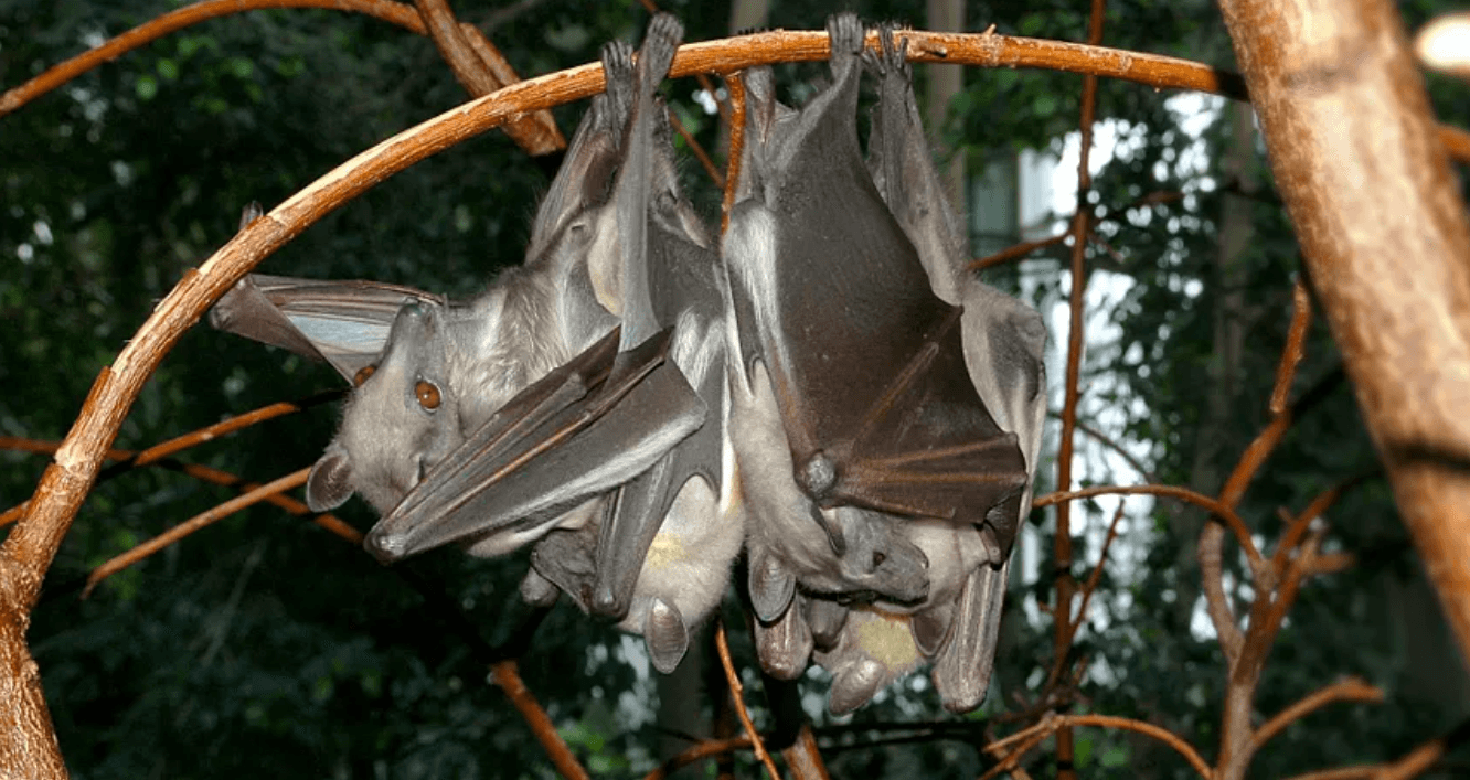 ebola bat 1