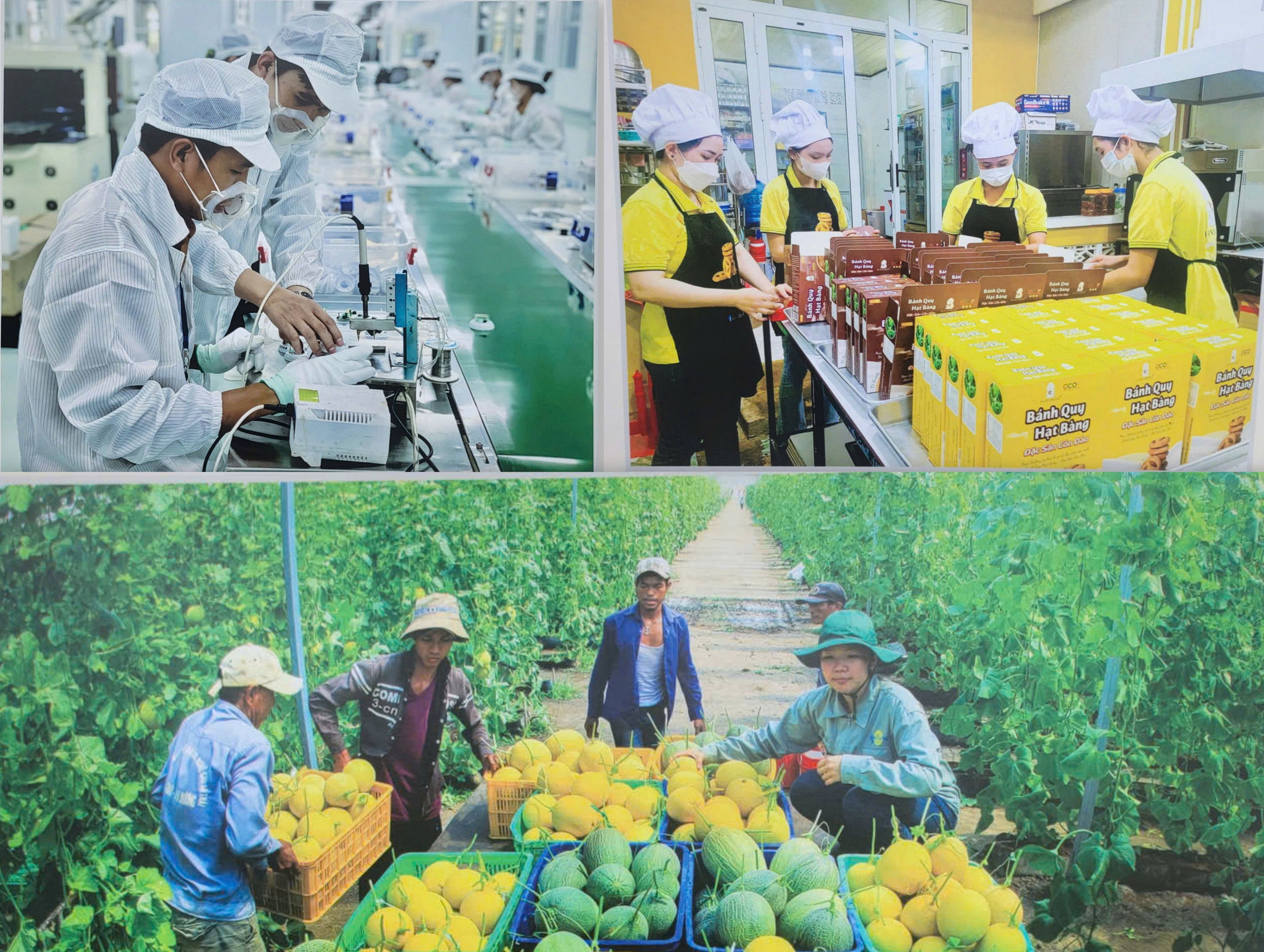 Lĩnh vực nông nghiệp, TP. Hồ Chí Minh hướng đến nông nghiệp công nghệ cao