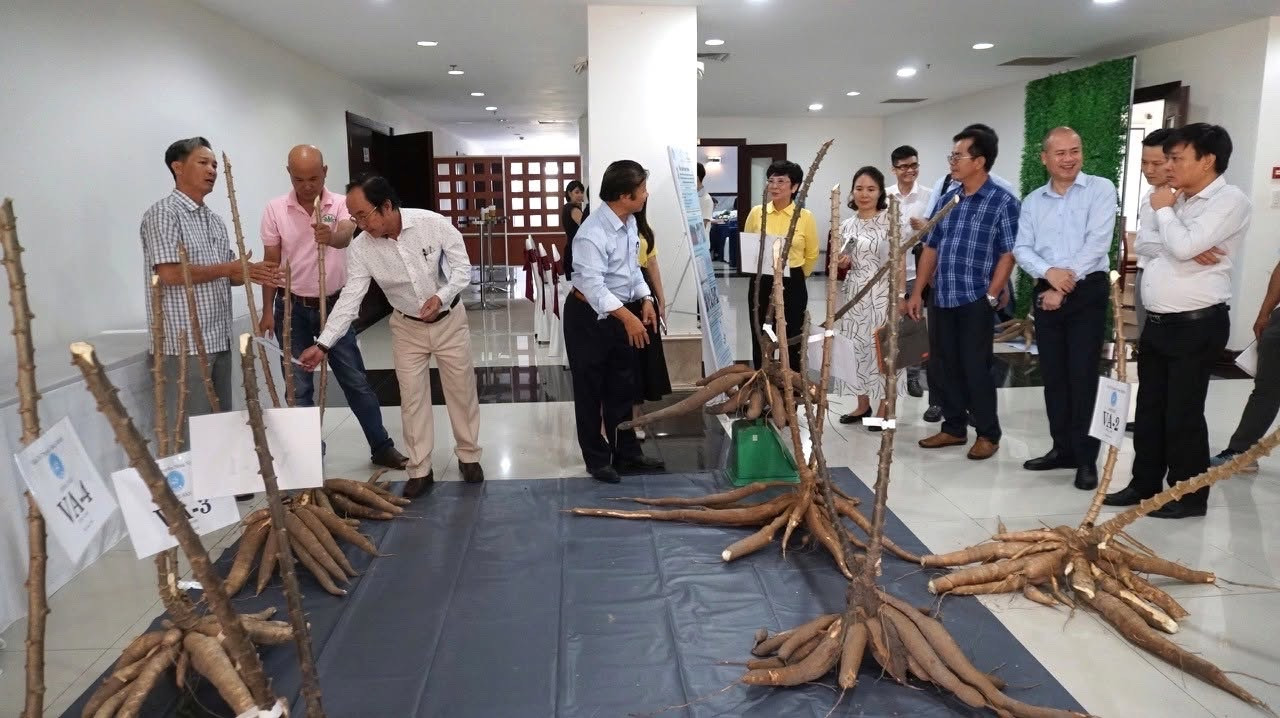 3. Giống sắn được phát triển từ nghiên cứu của GS. Lê Huy Hàm