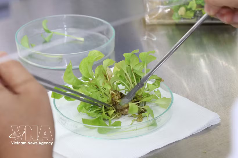 Plant breeding research at Tra Vinh University (Photo: VNA)