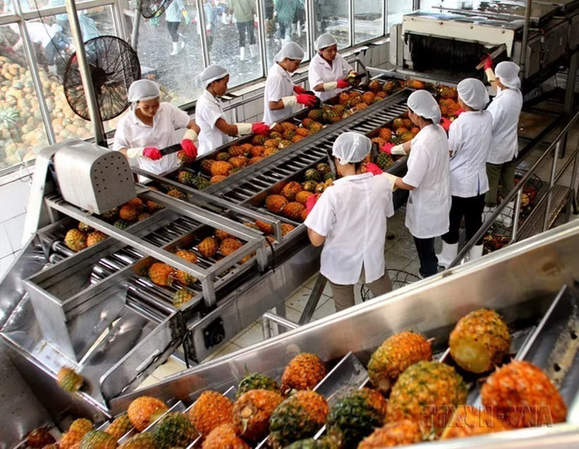 Workers process pineapples for export at Dong Giao Foodstuff Export JSC in Ninh Binh province. (Photo: VNA)