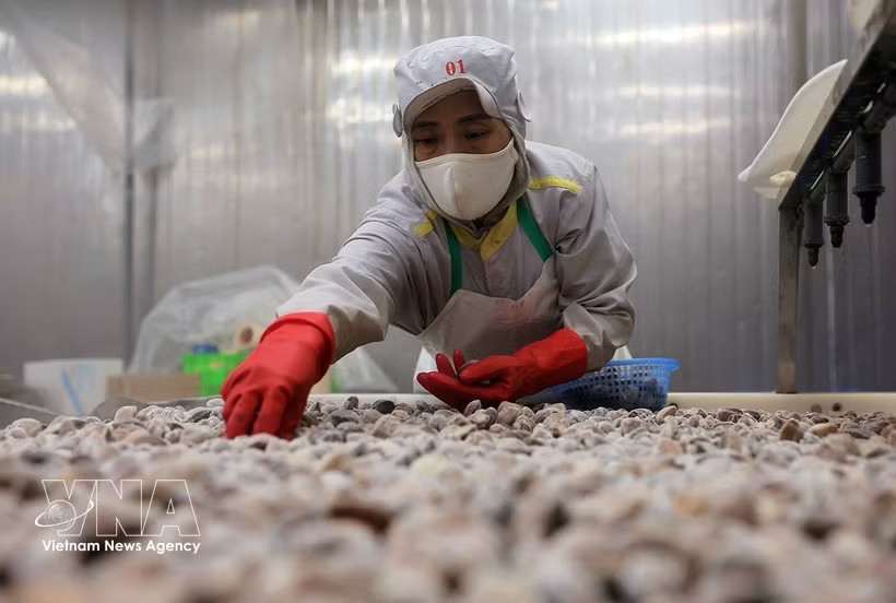 Clams are processed for export at the factory of Thanh Hoa Seafood Import-Export JSC in Thanh Hoa province. (Photo: VNA)