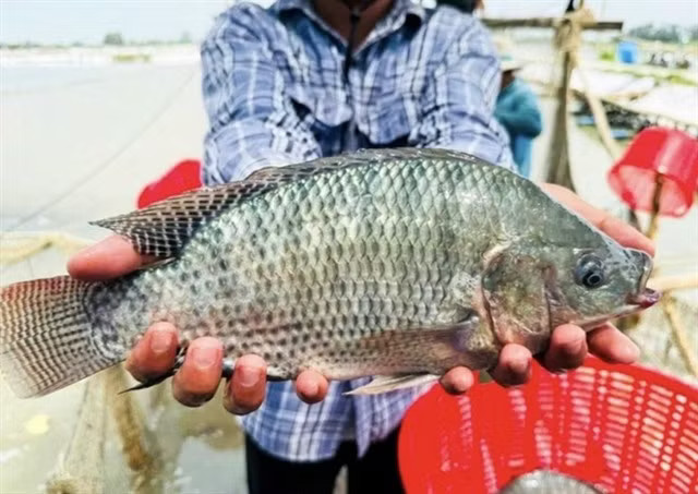 According to the Vietnam Association of Seafood Exporters and Producers (VASEP), citing customs data, Brazil accounted for more than 50% of Vietnam's total tilapia export value during the six-month period. (Photo taichinhdoanhnghiep.net.vn)