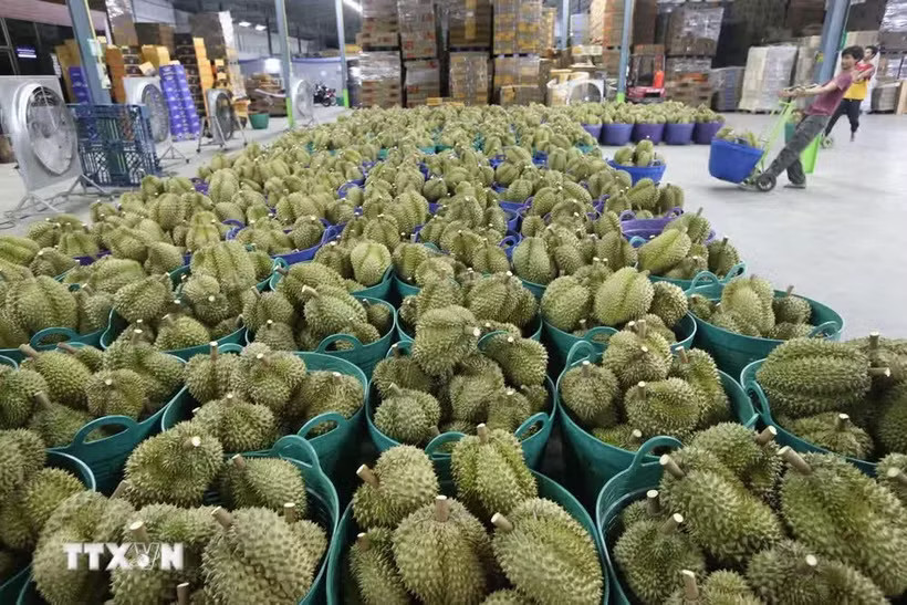 Vietnam's durian exports are expected to exceed 2 billion USD by the end of July. (Photo: VNA)