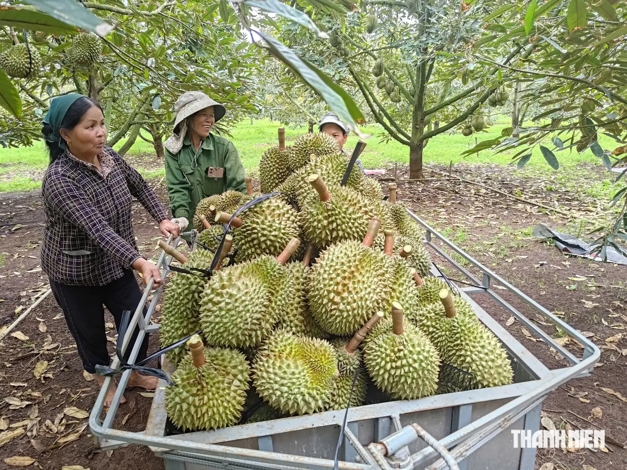 tnw-nha-vuon-o-nam-dong-lam-dong-thu-hoach-sau-rieng-sang-277anh-hoang-nguyen-1785167581674362723009.webp