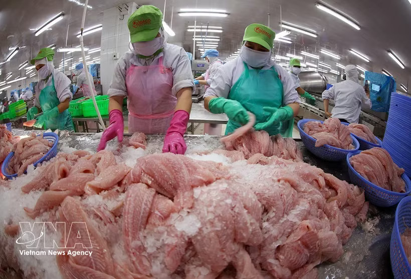 Workers sort basa fish fillets for export at Go Dang Tien Giang Joint Stock Company. (Photo: VNA)