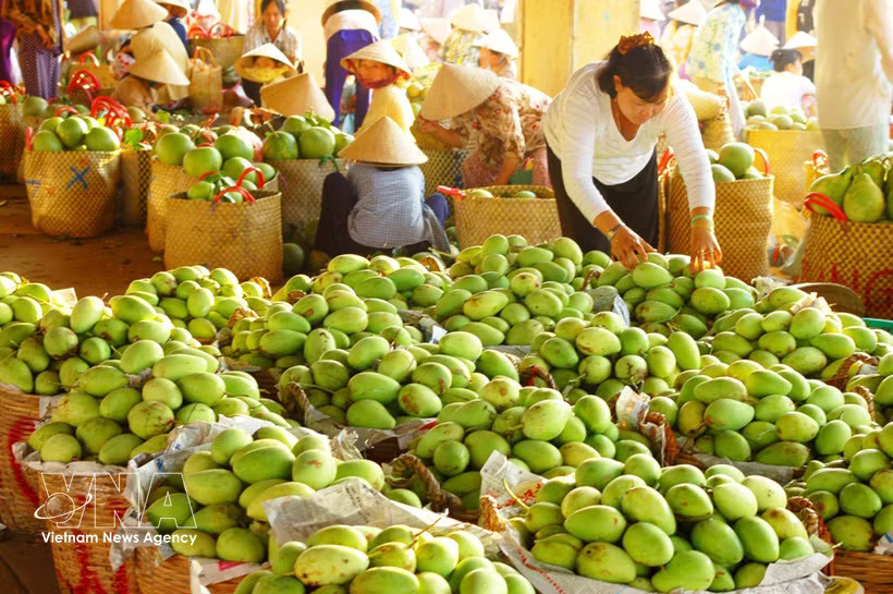 Mango is one of key export products of Dong Thap (Photo: VNA)