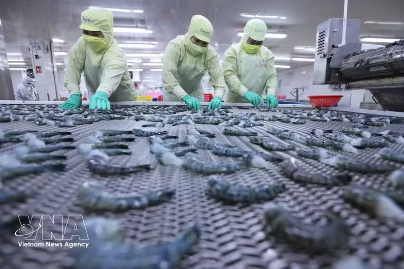 Freezing black tiger shrimp for export at a processing plant of the Minh Phu Seafood Corporation. (Illustrative photo: VNA)