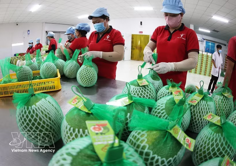 Workers prepare pomelo for export to Australia. (Photo: VNA)