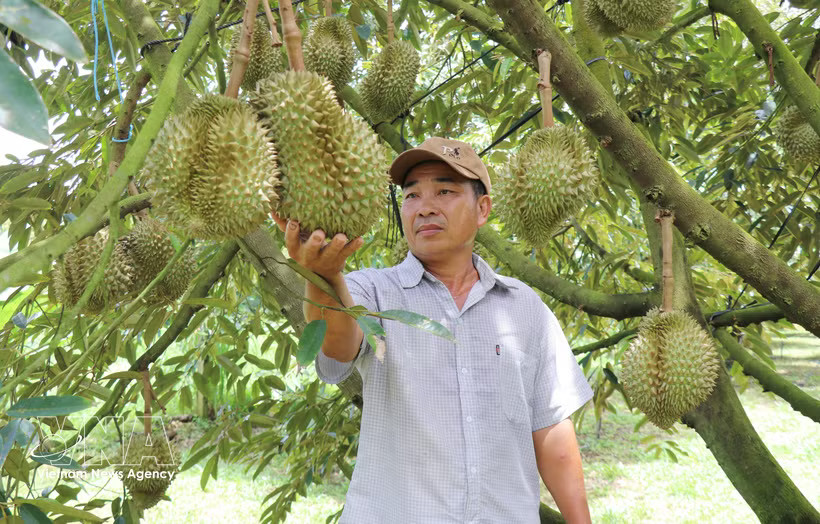 At a durian farm in Lam Dong province. (Photo: VNA)
