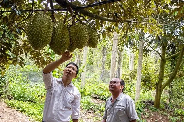 Hoàng Nguyễn