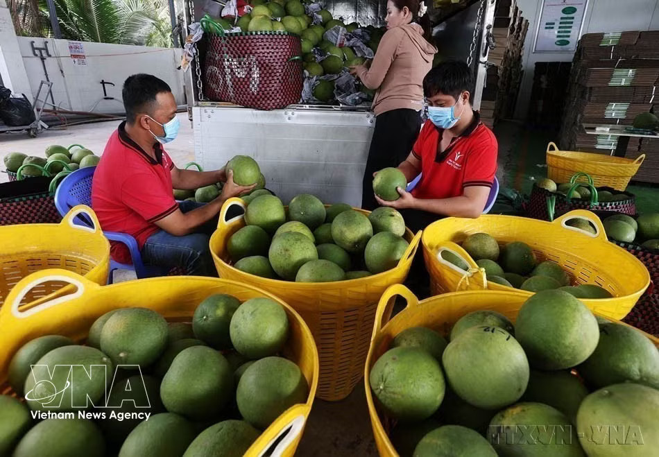 Vinh Long province's green-skinned pomelo has been licensed to be exported to Australia. (VNA) vnanet-i.jpg