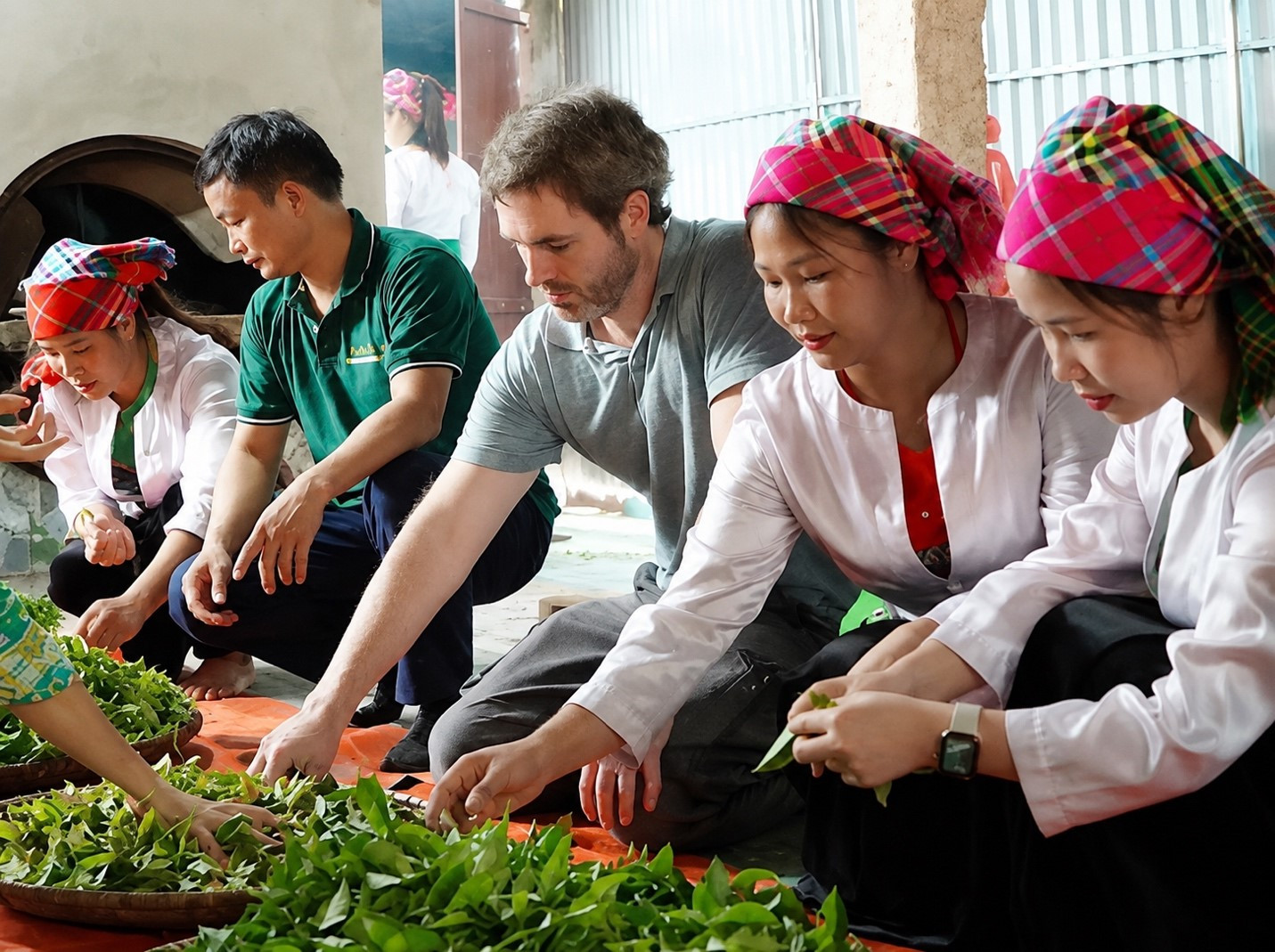 Du khách quốc tế cùng người dân Long Cốc trải nghiệm sơ chế chè, hoạt động góp phần đưa văn hóa trà trở thành sản phẩm du lịch đặc trưng của địa phương