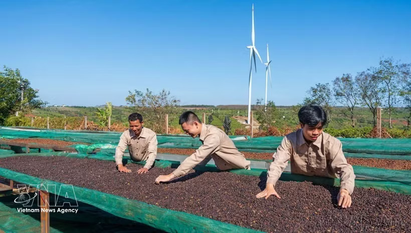 Coffee production process at Ngon Avatar Co., Ltd. meets the requirements for official exports to New Zealand and several European markets. (Photo: VNA)