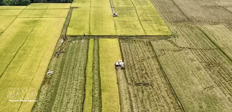 Harvesting rice in the Mekong Delta (Photo: VNA)